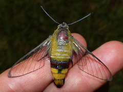 Cephonodes hylas virescens
