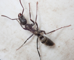 Ophthalmopone berthoudi