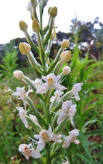 Habenaria monorrhiza