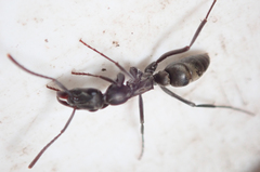 Ophthalmopone berthoudi