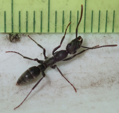 Ophthalmopone berthoudi