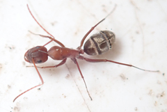 Camponotus vestitus