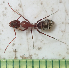 Camponotus vestitus