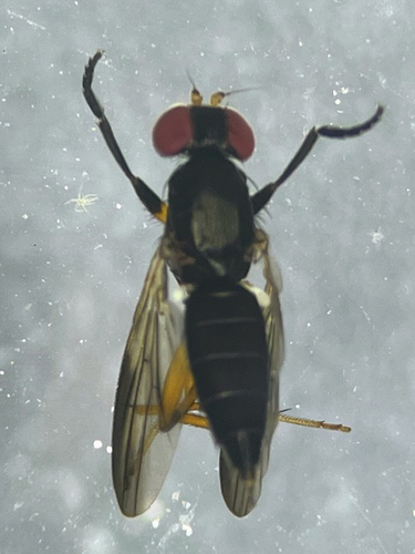 Heteromeringia observed 2026-04-23