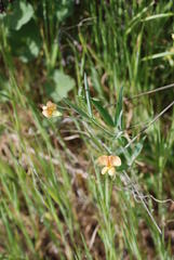 Lathyrus annuus