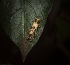 Philenora chionastis