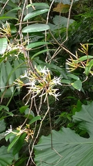 Anodendron benthamianum