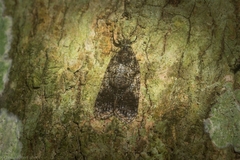 Polylopha epidesma