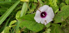 Ipomoea tiliacea