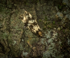 Barea eucapnodes