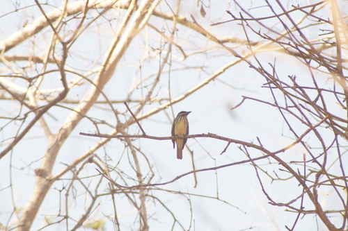 Sulphur-bellied Flycatcher (Myiodynastes luteiventris), photo 5