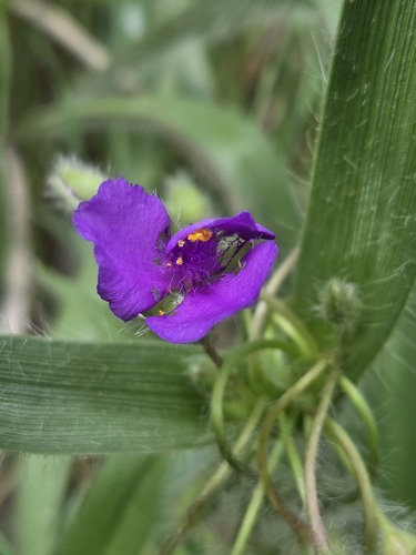 Tradescantia tharpii