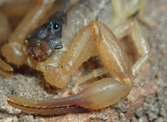 Uroplectes vittatus