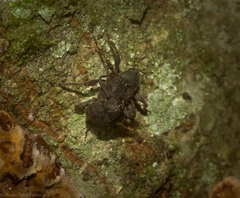 Onidistus araneus