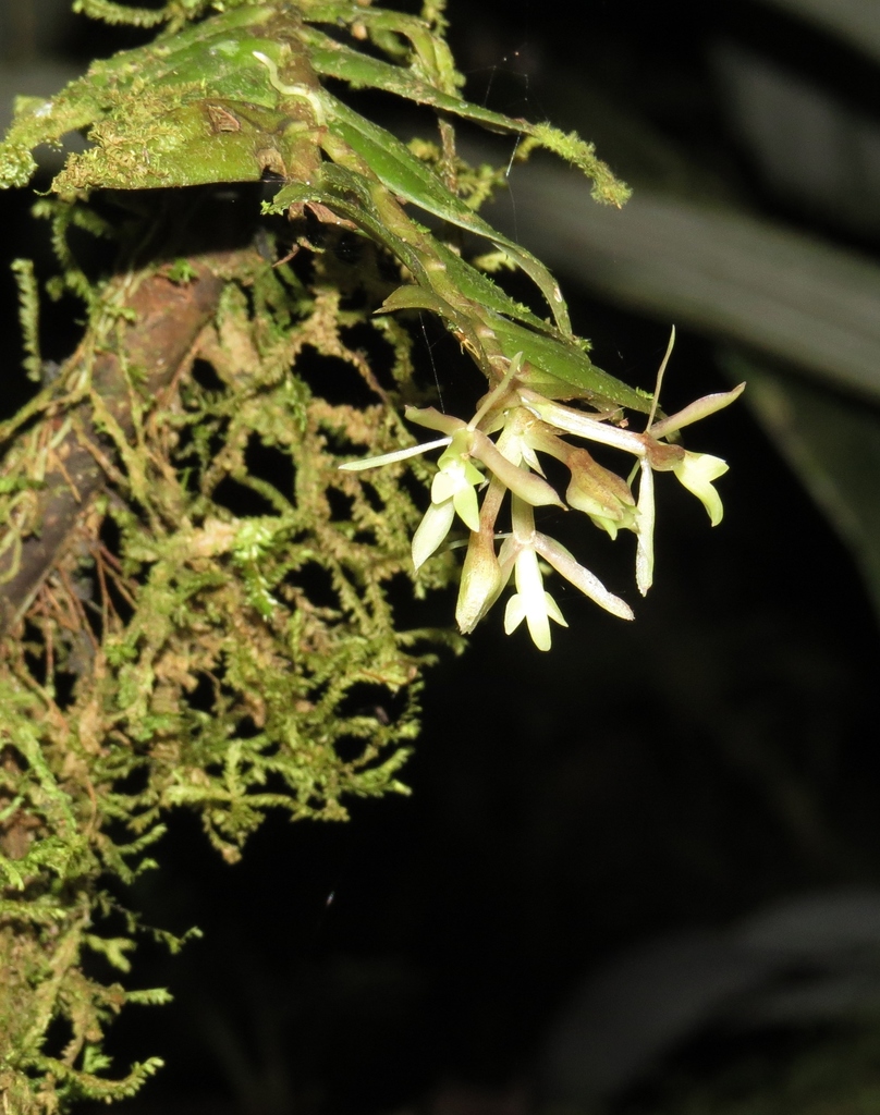 Epidendrum lueri Dodson & Hágsater 2