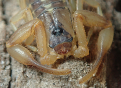 Uroplectes vittatus