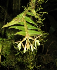 Epidendrum lueri