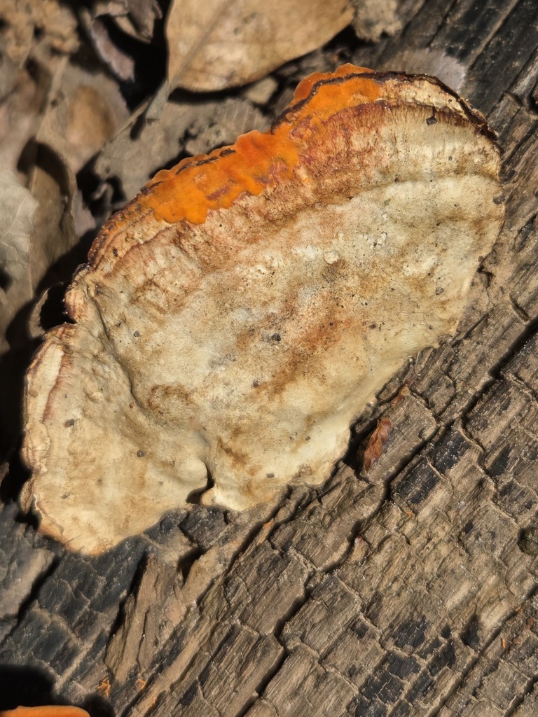 Trametes sanguinea · April 2026 · photo: © jthomlinson (iNaturalist, cc-by)