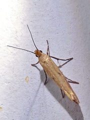 Ypsolopha unicipunctella