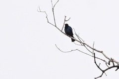 Hylopsar purpureiceps