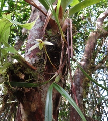 Maxillaria acuminata