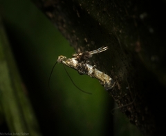 Cyphosticha panconita