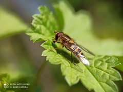 Syrphus vitripennis