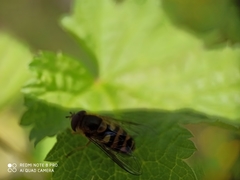 Syrphus vitripennis
