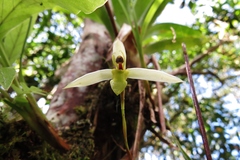 Maxillaria acuminata