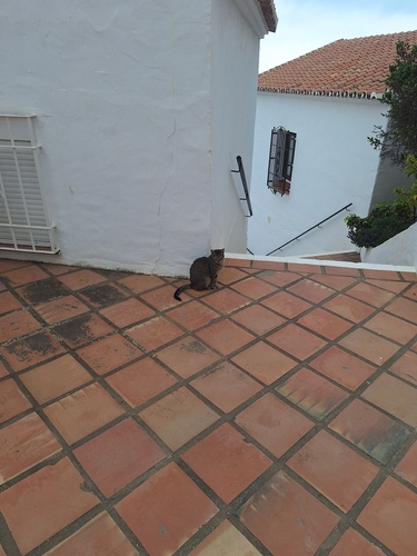 Avistamiento Gato montés (Sierra Nevada)