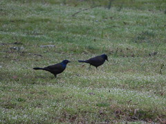 Quiscalus quiscula versicolor