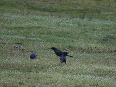 Quiscalus quiscula versicolor