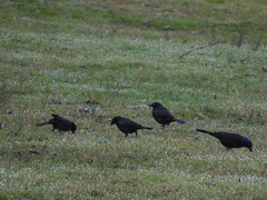 Quiscalus quiscula versicolor