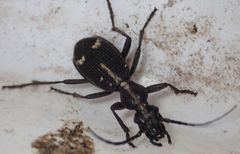 Cypholoba graphipteroides