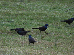 Quiscalus quiscula versicolor