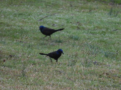 Quiscalus quiscula versicolor