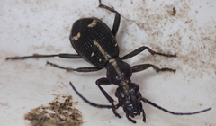 Cypholoba graphipteroides