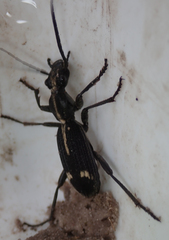 Cypholoba graphipteroides