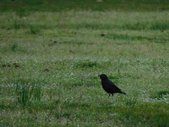 Quiscalus quiscula versicolor