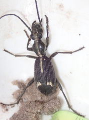 Cypholoba graphipteroides