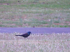 Quiscalus quiscula versicolor