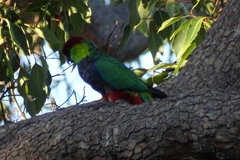 Purpureicephalus spurius