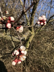 Prunus armeniaca