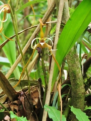 Maxillaria fractiflexa