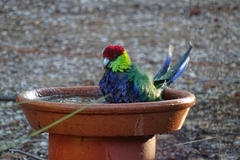 Purpureicephalus spurius