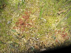 Drosera × obovata
