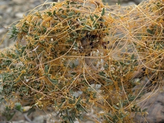 Psorothamnus arborescens minutifolius