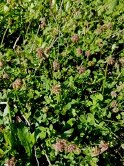 Trifolium carolinianum