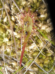 Drosera × obovata