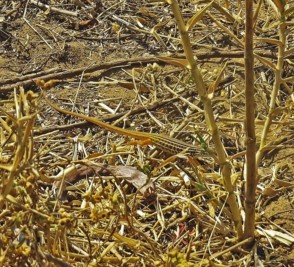 Johnston’s long-tailed Lizard